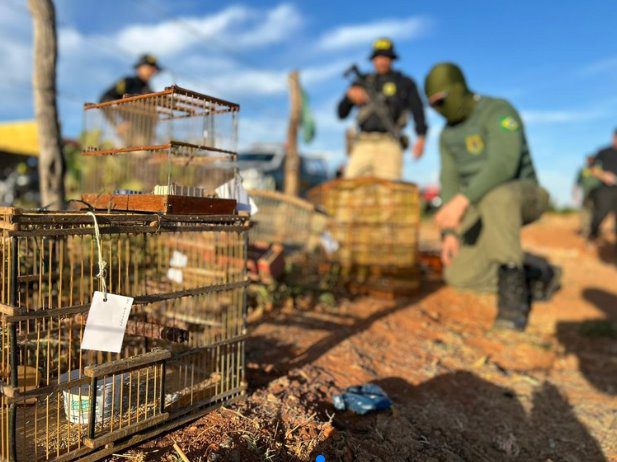 PRF e IBAMA realizam Operação de combate ao comércio ilegal de aves em Mossoró