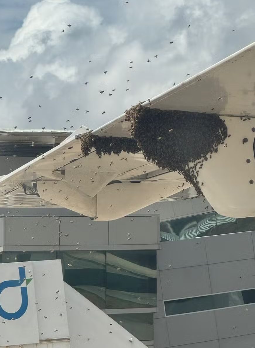 Fotojornalismo: Abelhas x Avião