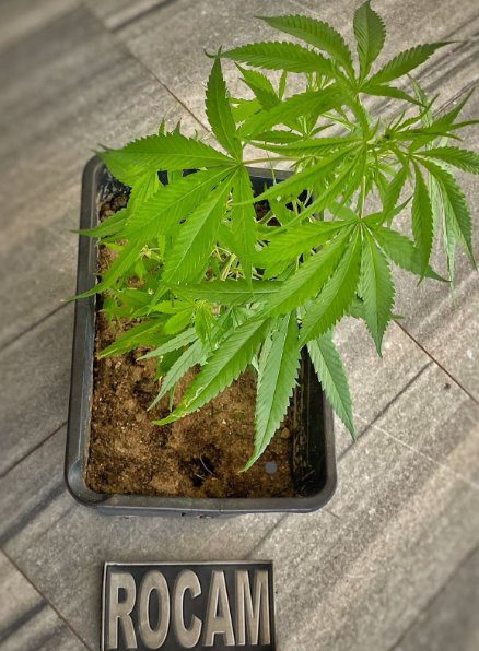 Foram detidos: Homens andando tranquilamente pelas ruas da Vila de Ponta Negra com duas plantas de maconha