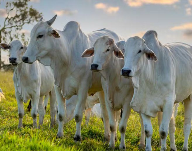 Primeiro país do mundo: Dinamarca vai taxar arroto e pum de gado