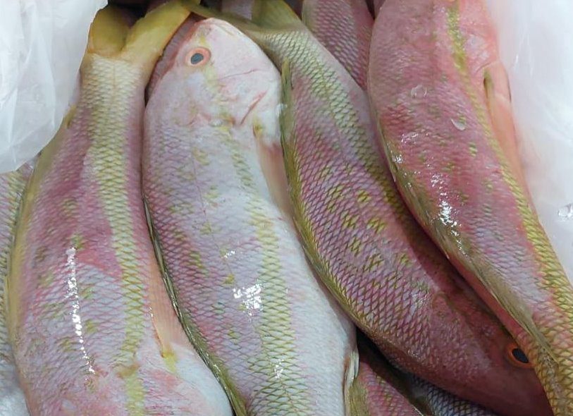 Ibama intercepta no Ceará exportação irregular de 10 toneladas de pescado