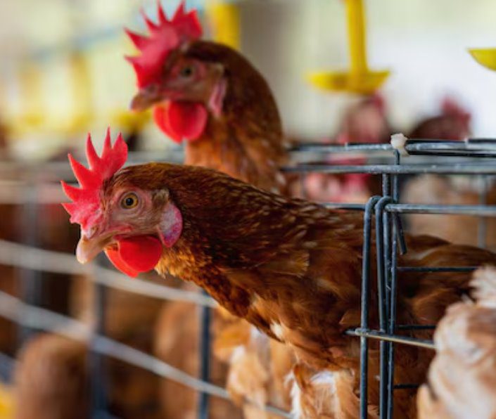 Possíveis focos da Gripe aviária são investigados no Ceará e Sergipe