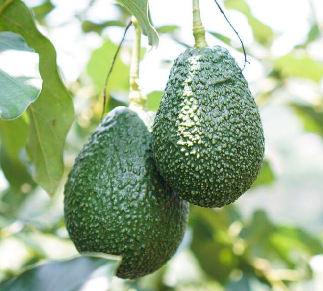 Grupo hispano-brasileiro deve investir R$ 600 milhões para produzir mirtilo, morango e avocado no CE