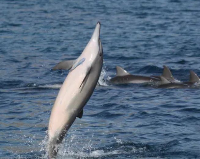 Projeto Golfinho Rotador recebe selo internacional por ações sustentáveis em Fernando de Noronha