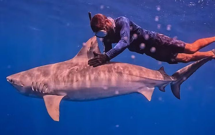 Pesquisadores monitoram tubarões-tigre em nova expedição científica em Fernando de Noronha