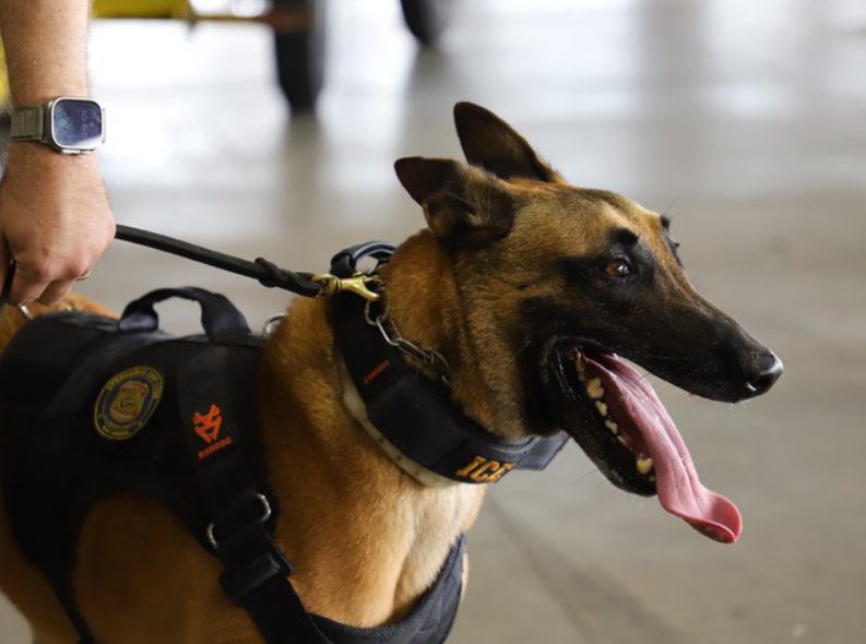 Cão “Ice” da PF ajuda a encontrar 2,4 kg de cocaína em fundo falso de mala no Aeroporto de Natal